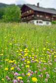 View over a flower meadow to an alpine farmhouse, Penningberg, Hopfgarten im Brixental, Kitzbuehel Alps, Tyrol, Austria