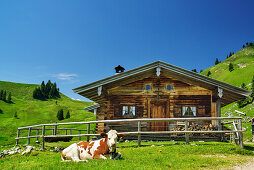 Kuh vor Neuhüttenalm, Fockenstein, Bayerische Alpen, Oberbayern, Bayern, Deutschland