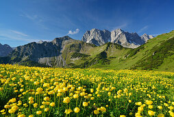 Flowering globeflowers in front of Lamsenspitze, Schafkarspitze and Hochglueck, Karwendel, Tyrol, Austria