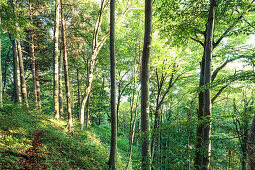 Wood in evening light, Berg, Upper Bavaria, Germany