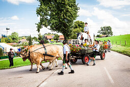 Ochsengespann beim Trachtenumzug, 160-Jahre-Feier der Musikkapelle Münsing, Oberbayern, Deutschland