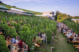 Weinfest an einem lauen Sommerabend: Menschen sitzen inmitten von Weinreben beim Hoffest im Weingut am Stein, Würzburg, Franken, Bayern, Deutschland