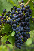 Red regent variety of grapes on vines at Sommeracher Katzenkopf vineyard, near Sommerach, Franconia, Bavaria, Germany