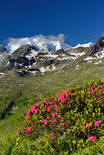 Alpine roses in front of Piz Palue, Bernina, Upper Engadin, Engadin, Grisons, Switzerland