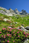 Alpine roses with granite mountains in background, Sentiero Roma, Bergell range, Lombardy, Italy