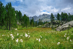 Moory meadow with cotton grass, Natural Park Mont Avic, Graian Alps range, valley of Aosta, Aosta, Italy