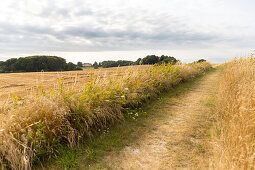 Feldweg zwischen Feldern, Naesgaard, Falster, Dänemark