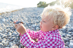 Junge (4 Jahre) betrachtet Stein am Strand, Klintholm, Insel Mön, Dänemark