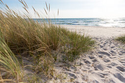 Dünengras am Sandstrand, Marielyst, Falster, Dänemark