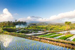 Tropical scenery with paddy fields, Gunung Agung, near Sidemen, Bali, Indonesia