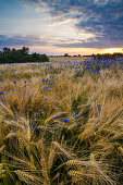 Field with flowers in Sprenge, Schwedeneck, Daenischer Wohld, Rendsburg-Eckernfoerde, Schleswig-Holstein, Germany