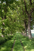 Tree-lined track, Altenhof, Eckernfoerde, Rendsburg-Eckernfoerde, Schleswig-Holstein, Germany
