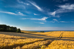 Wheat field, Schwedeneck, Baltic Sea, Daenischer Wohld, Rendsburg-Eckernfoerde, Schleswig-Holstein, Germany