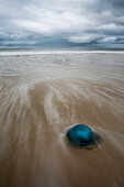 Blaue Nesselqualle am Strand, Sylt, Nordsee, Nordfriesland, Schleswig-Holstein, Deutschland