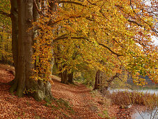 Beech trees in Autumn, Felderberger Seenlandschaft Nature Park, Mecklenburg Vorpommern, Germany