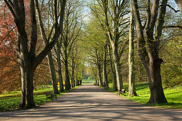 Alley of lime trees, Romberg park, Dortmund, North-Rhine Westphalia, Germany