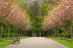 Alley of flowering cherry trees, Romberg park, Dortmund, North-Rhine Westphalia, Germany