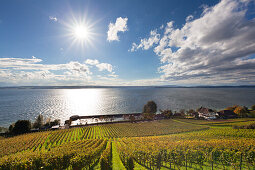 Blick über ein Weingut bei Meersburg auf den See, Bodensee, Baden-Württemberg, Deutschland