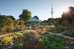 Rose garden with the television tower in the background, Planten un Blomen, Hamburg, Germany