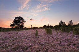 Sunset in the Lueneburger Heide, Lower Saxony, Germany