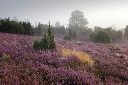 Frühnebel, Lüneburger Heide, Niedersachsen, Deutschland