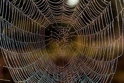 Nahaufnahme von einem Spinnennetz, Lüneburger Heide, Niedersachsen, Deutschland