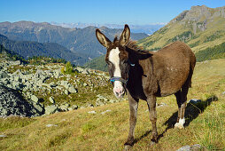 Donkey at Forcella di Valsorda, Trans-Lagorai, Lagorai range, Dolomites, UNESCO World Heritage Site Dolomites, Trentino, Italy