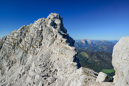 Rothoernl at Nurracher Hoehenweg with Kaiser range in the background, Loferer Steinberge range, Tyrol, Austria