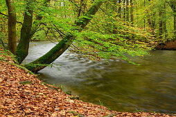 Bach fließt durch herbstlich verfärbten Buchenwald, Würmtal, Oberbayern, Bayern, Deutschland