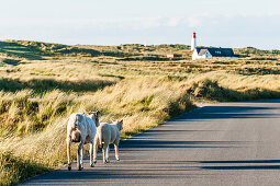Schafe auf einer Straße, Leuchtturm List West im Hintergrund, List, Ellenbogen, Sylt, Schleswig-Holstein, Deutschland