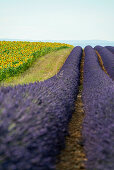 Lavendelfeld und Sonnenblumen, bei Valensole, Plateau de Valensole, Alpes-de-Haute-Provence, Provence, Frankreich