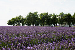 Lavendelfeld und Caravan-Stellplatz, bei Valensole, Plateau de Valensole, Alpes-de-Haute-Provence, Provence, Frankreich
