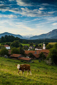 Kuh neim Grasen, Aidling, Riegsee, Oberbayern, Bayern, Deutschland