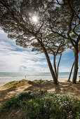 pine trees and beach, Follonica, province of Grosseto, Tuscany, Italy