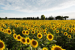 field of sunflowers, near Piombino, province of Livorno, Tuscany, Italy