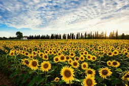 Field of sunflowers, near Piombino, province of Livorno, Tuscany, Italy