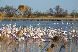 Rosaflamingos, Phoenicopterus ruber, Camargue, Frankreich