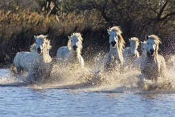 Camarguepferde laufen durchs Wasser, Camargue, Süd-Frankreich