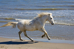 Camargue horse running on the beach, Camargue, France
