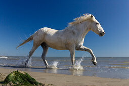 Camargue horse running in water at beach, Camargue, France