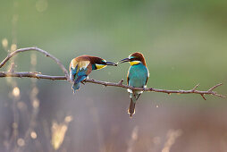Bee-eaters, pair, male feeding female, Merops apiaster, Bulgaria, Europe