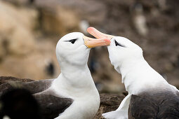 Schwarzbrauenalbatrosse in Felsenpinguin-Kolonie, Paar schnäbelt, Diomedea melanophris, Falkland Inseln, Subantarktis