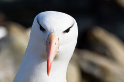 Schwarzbrauenalbatros, Diomedea melanophrys, Falkland Inseln, Subantarktis