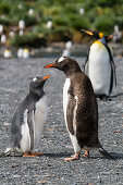 Gentoo Penguins, chick begging for food, Pygoscelis papua, Gold Harbour, South Georgia, Subantarctic, Antarctic