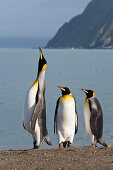 Königspinguin ruft, Königspinguine, Aptenodytes patagonicus, Gold Harbour, Süd Georgien, Antarktis