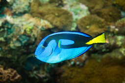 Doctorfish, Paracanthurus hepatus, Indo Pacific, captive