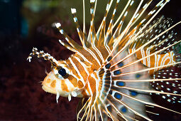 Lionfish, Dendrochirus zebra, captive