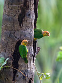 White-bellied Parrots in rainforest, Pionites leucogaster xanthomeria, Tambopata National Reserve, Peru, South America