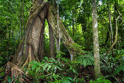 Giant tree with buttress roots in the rainforest at Tambopata river, Tambopata National Reserve, Peru, South America