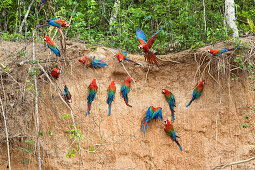 Red-and-green Macaws at saltlick, Ara chloroptera, Tambopata National Reserve, Peru, South America